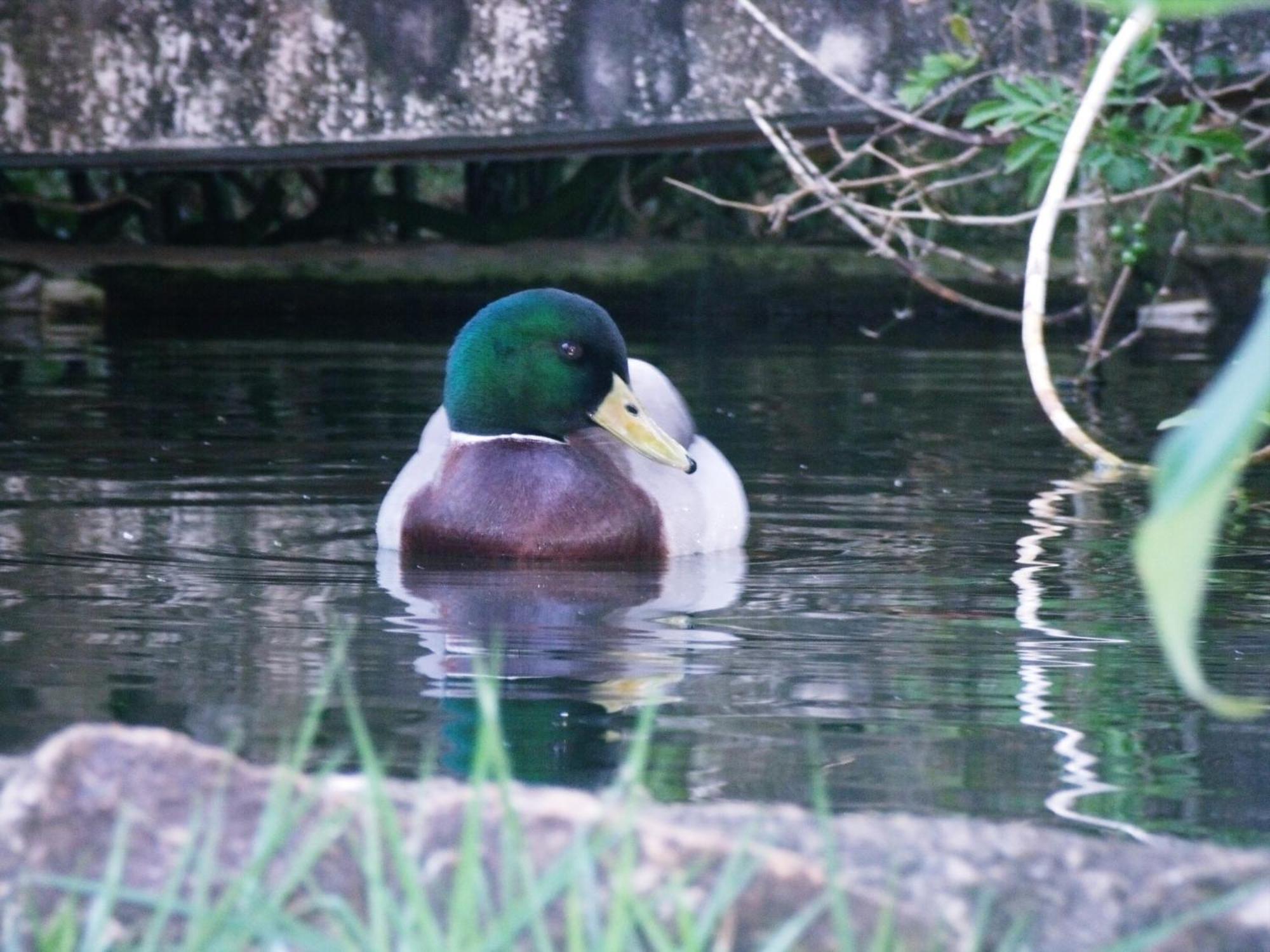 Pousada Vila Verde ทีราเดนเจส ภายนอก รูปภาพ